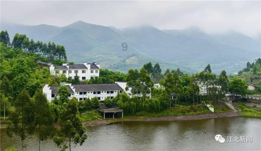 救援达尔马提亚狗